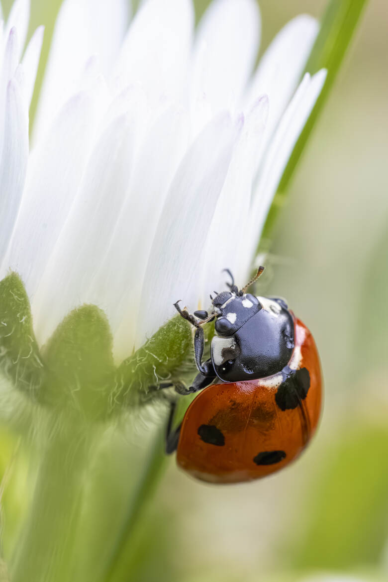 Coccinella