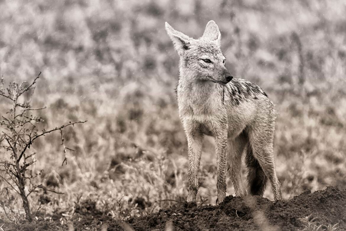 Chacal sous la pluie