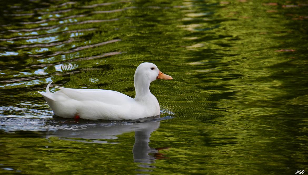 Le Canard blanc