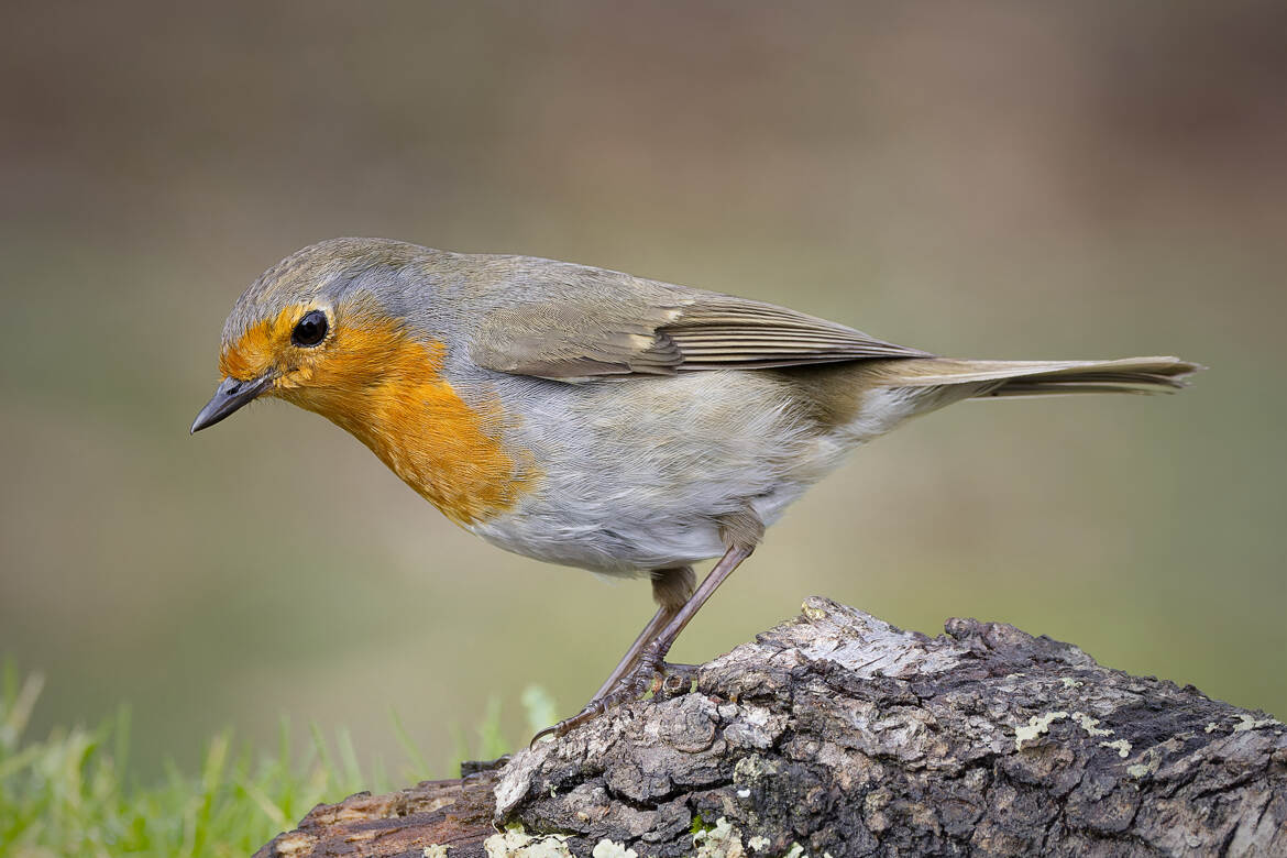 L'appétit commence avec les yeux