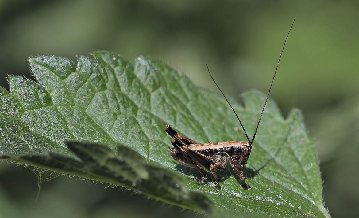 Miniature connectée (2)