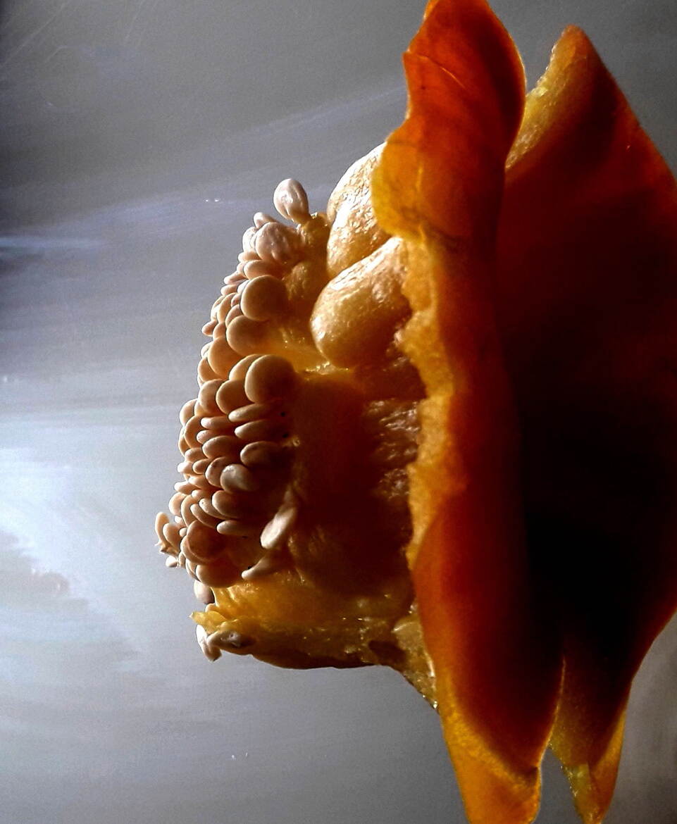 Souffle de la nouvelle année