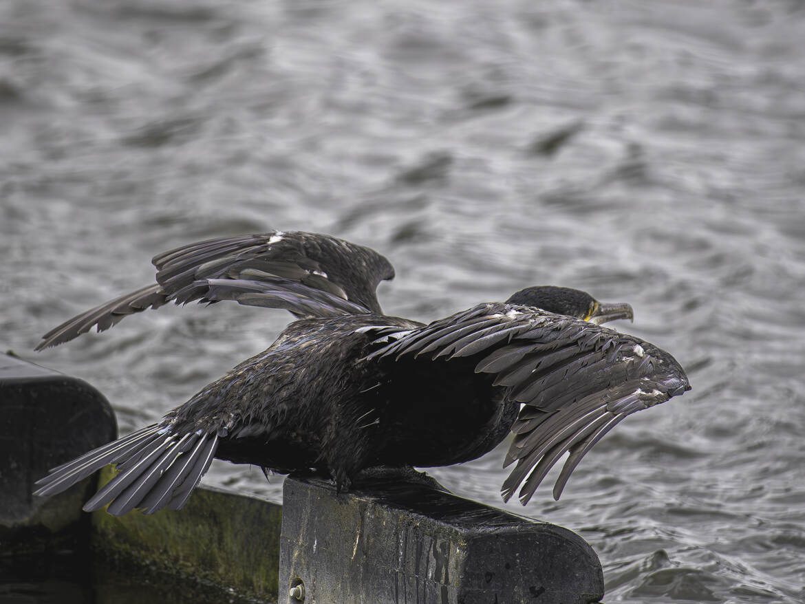 Le Cormoran, après une séance de séchage, retour à la chasse !