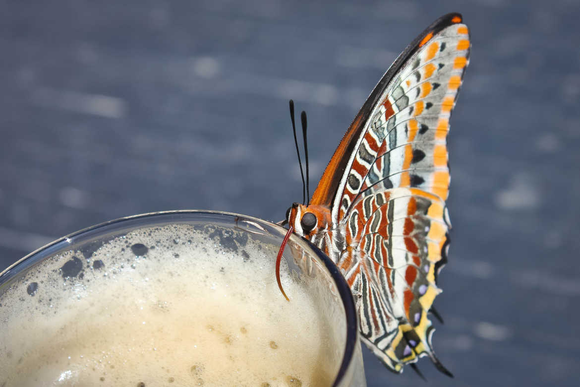 Papillon amateur de bière brune