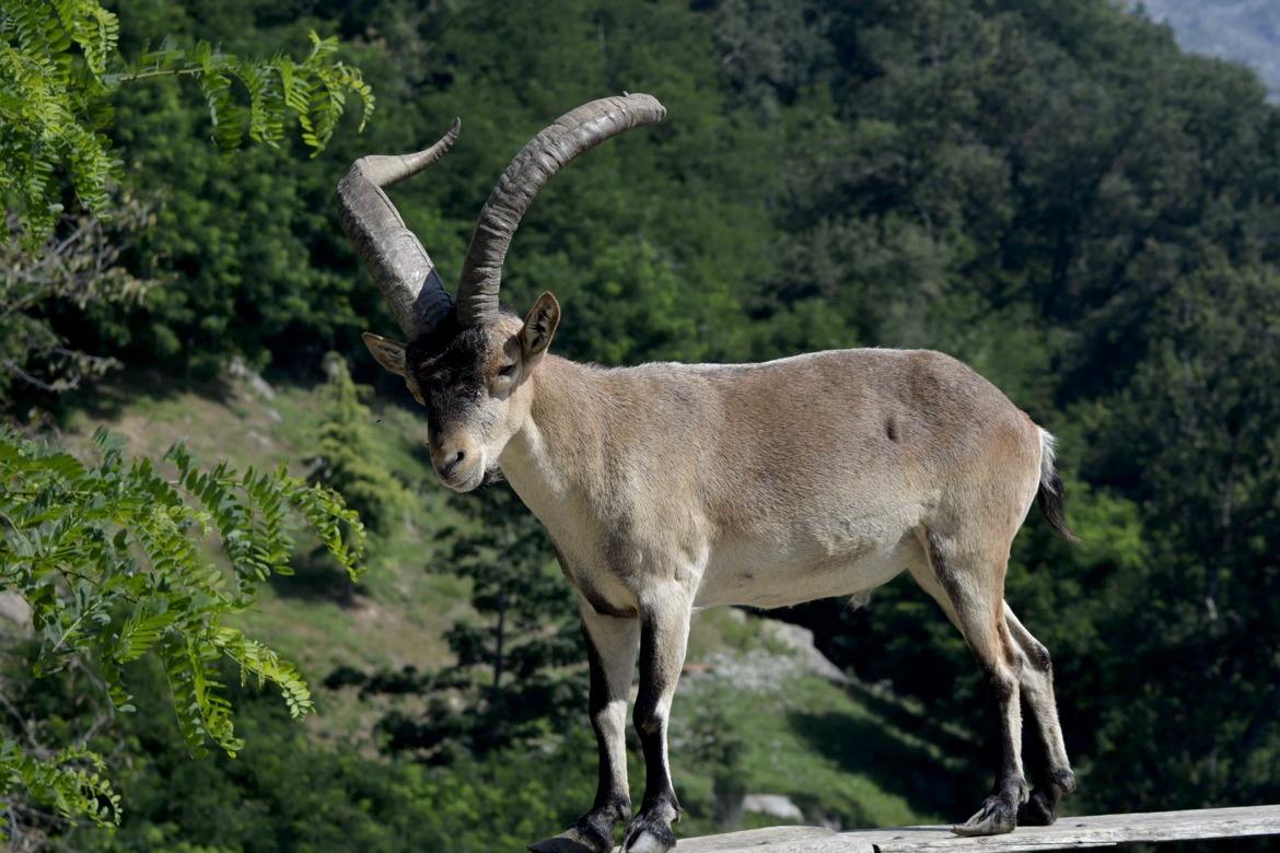 Bouquetin Ibérique