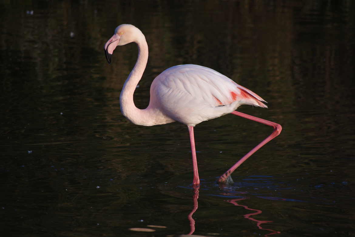 flamand rose.