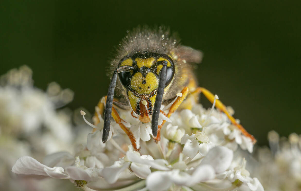 La cueilleuse d'étamines