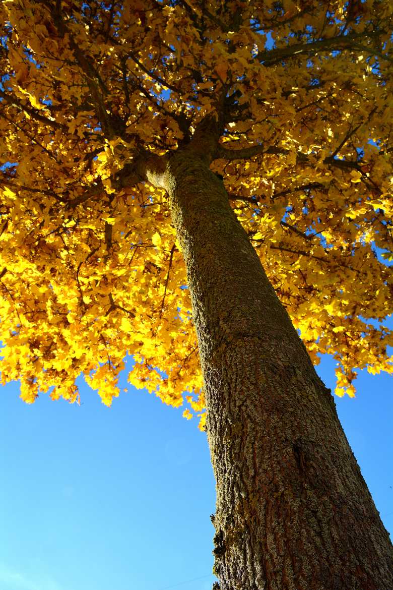 Après de mon arbre ... ♪♫♪