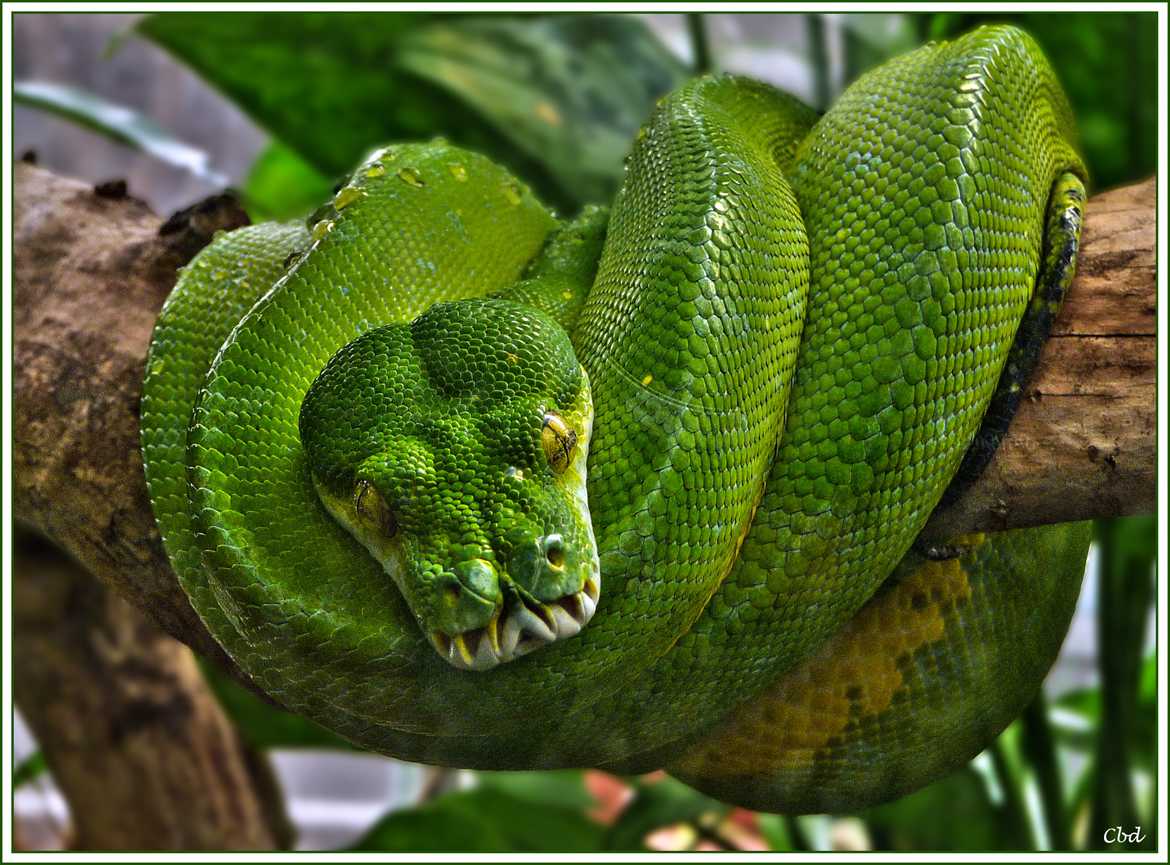 Concours Photo - Reptiles - Un hôte du Jardin des Plantes,  à Paris par CLOMOA