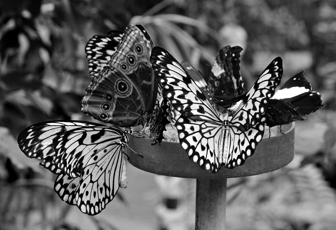 Papillons en deuil