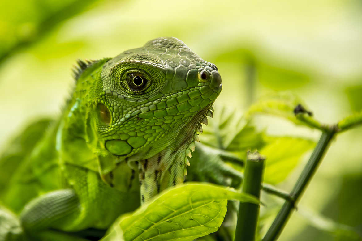 vert reptilien