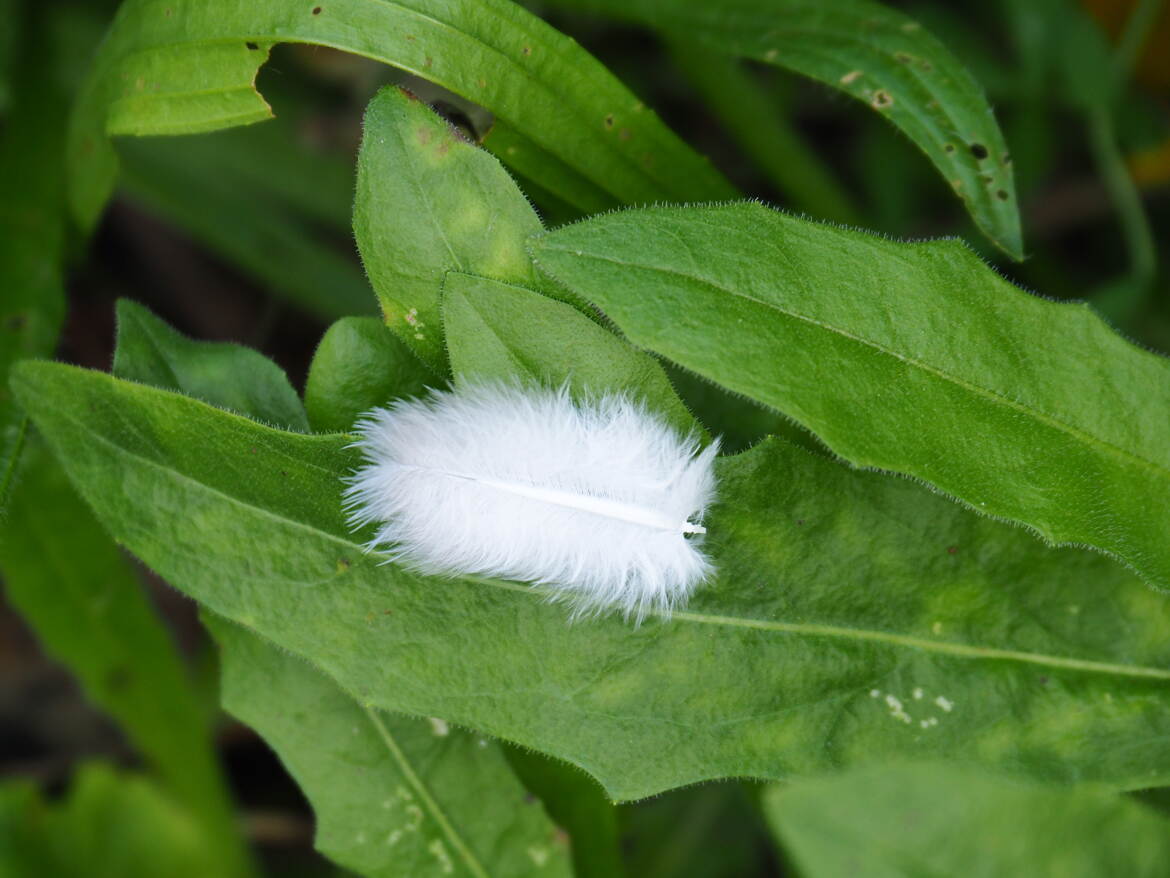Blanc et vert