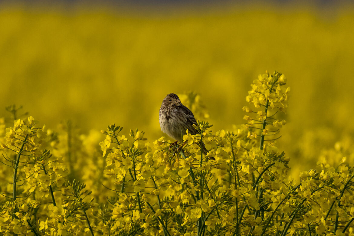 Que du Jaune pour habitat