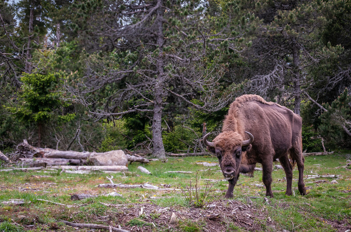 Bison Polonais : Alors , je charge ?...