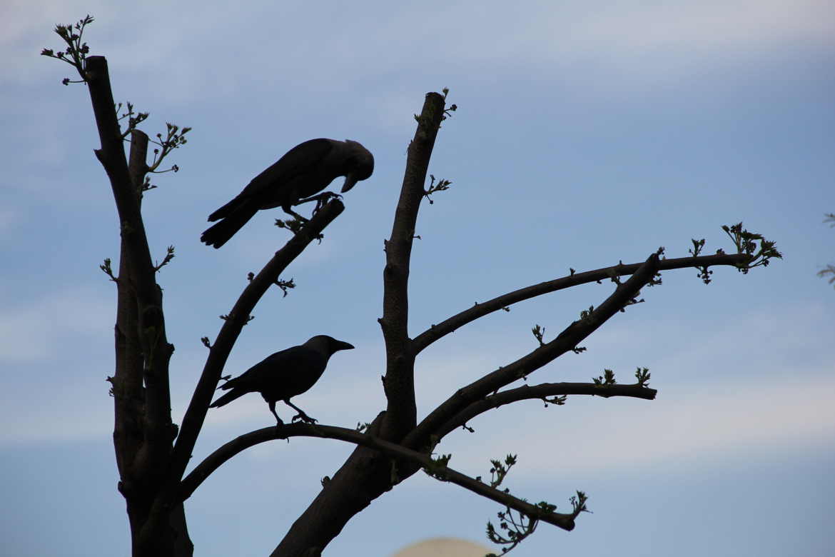 Les oiseaux d'islamabad