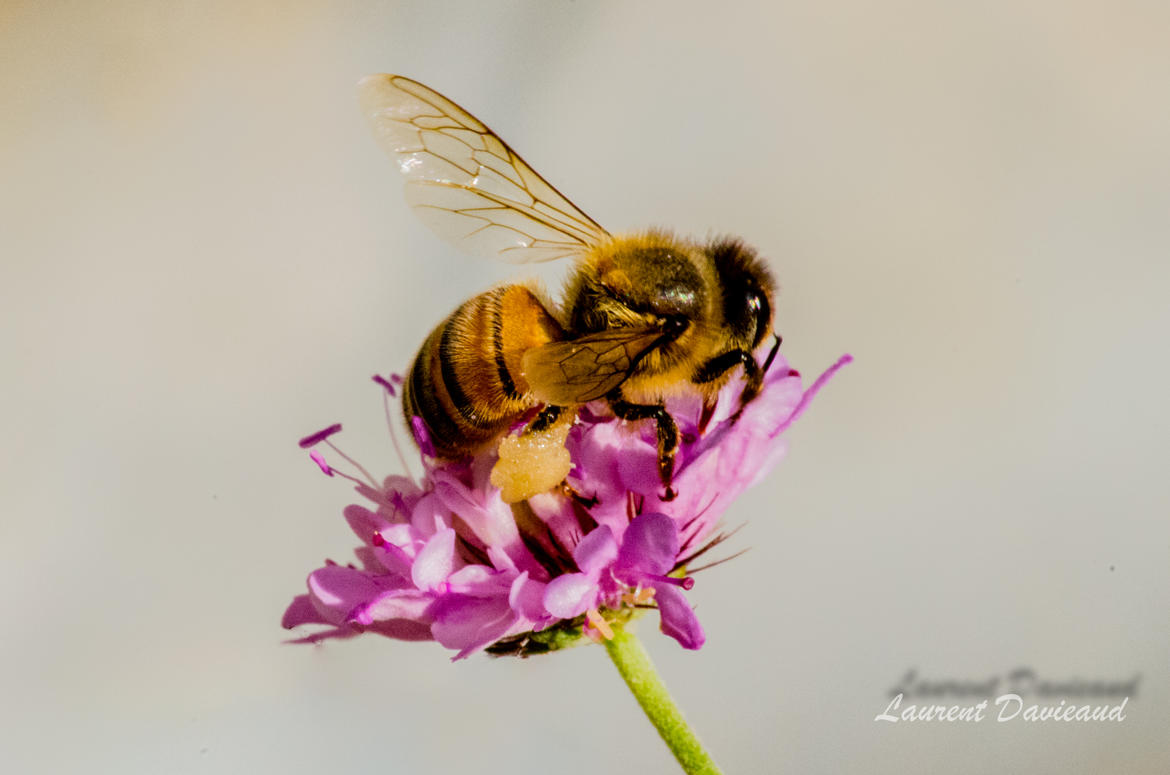 abeille du matin