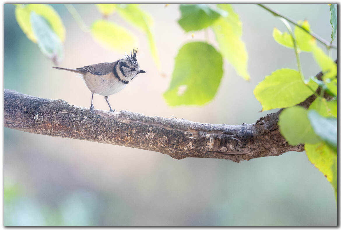 Mésange huppée de noël