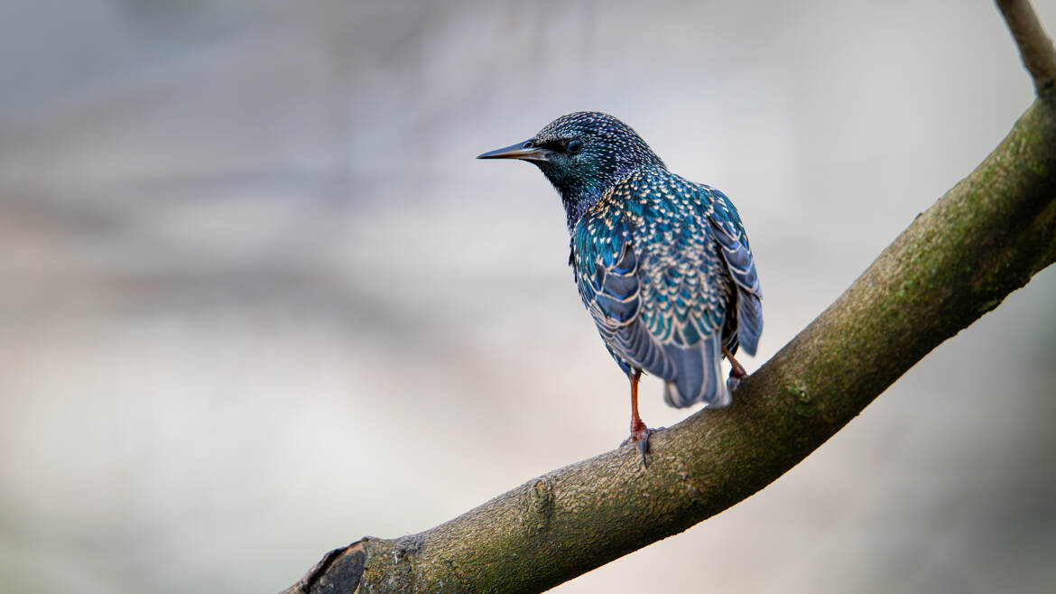 Quand l'étourneau prend la pose