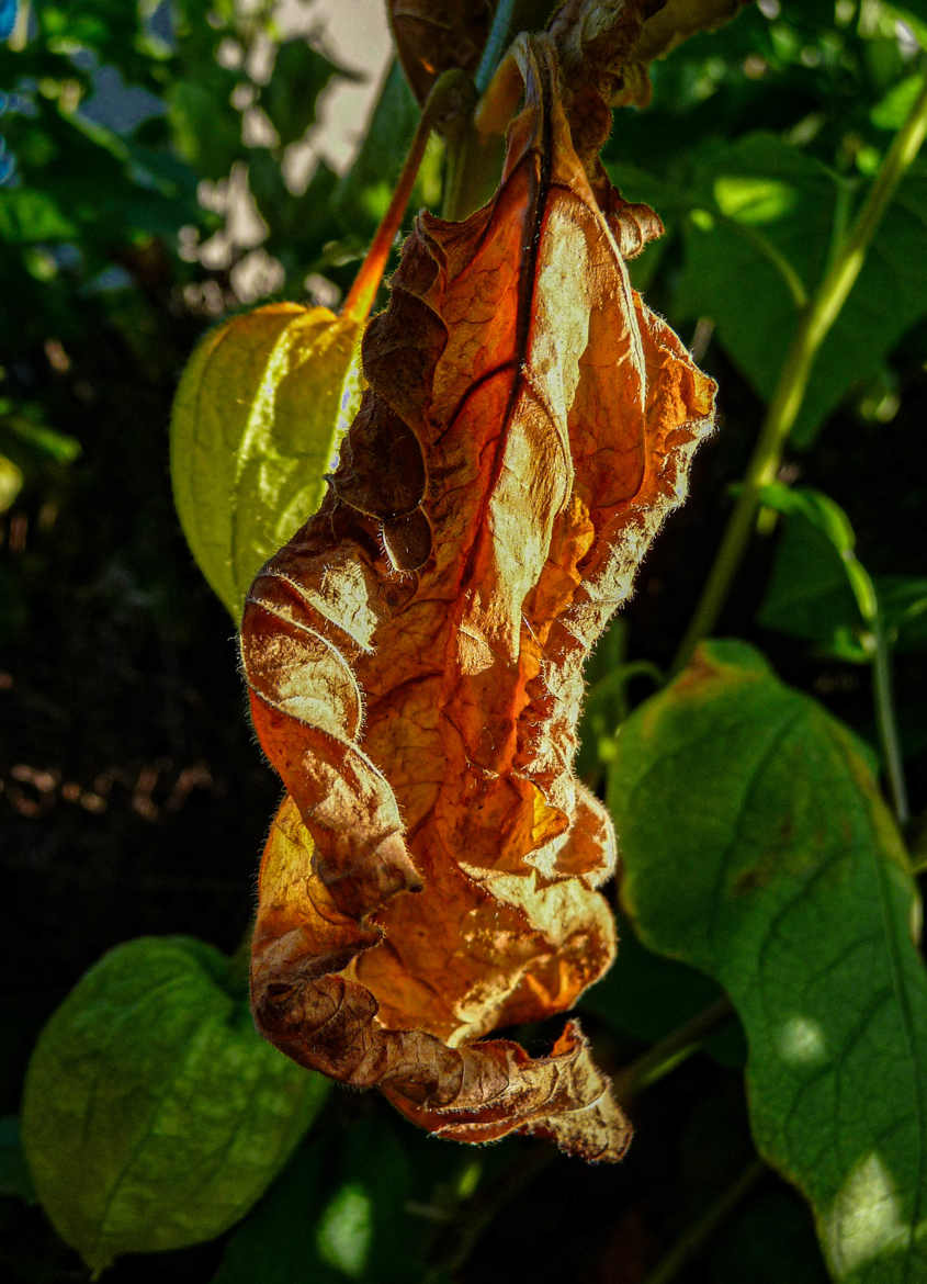 feuille de physalis fatiguée