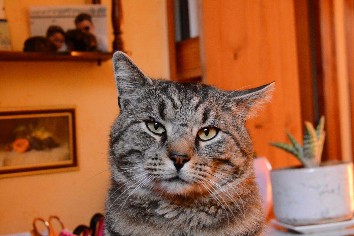 Chats de la maison