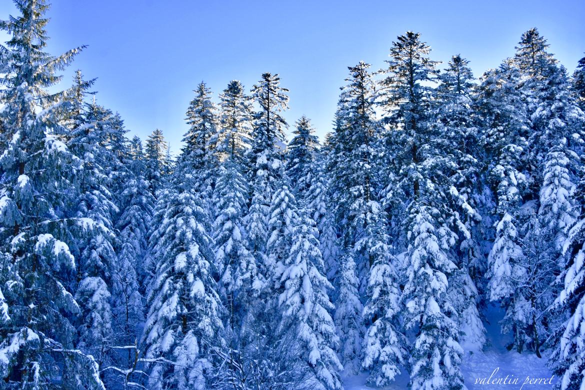 La nature et parfois si belle