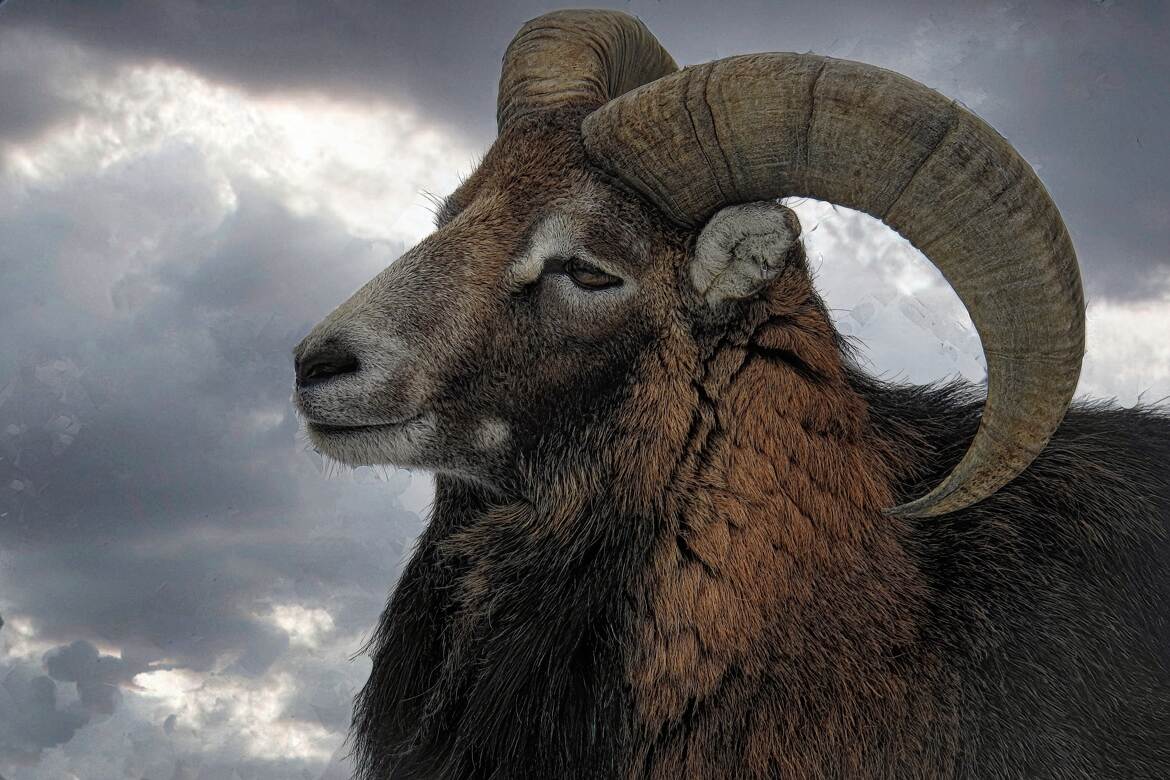 le mouflon de corse