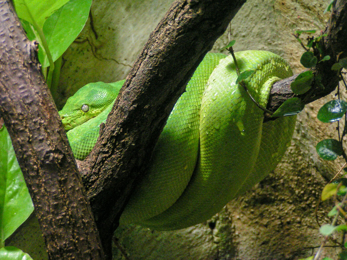 Serpent caché