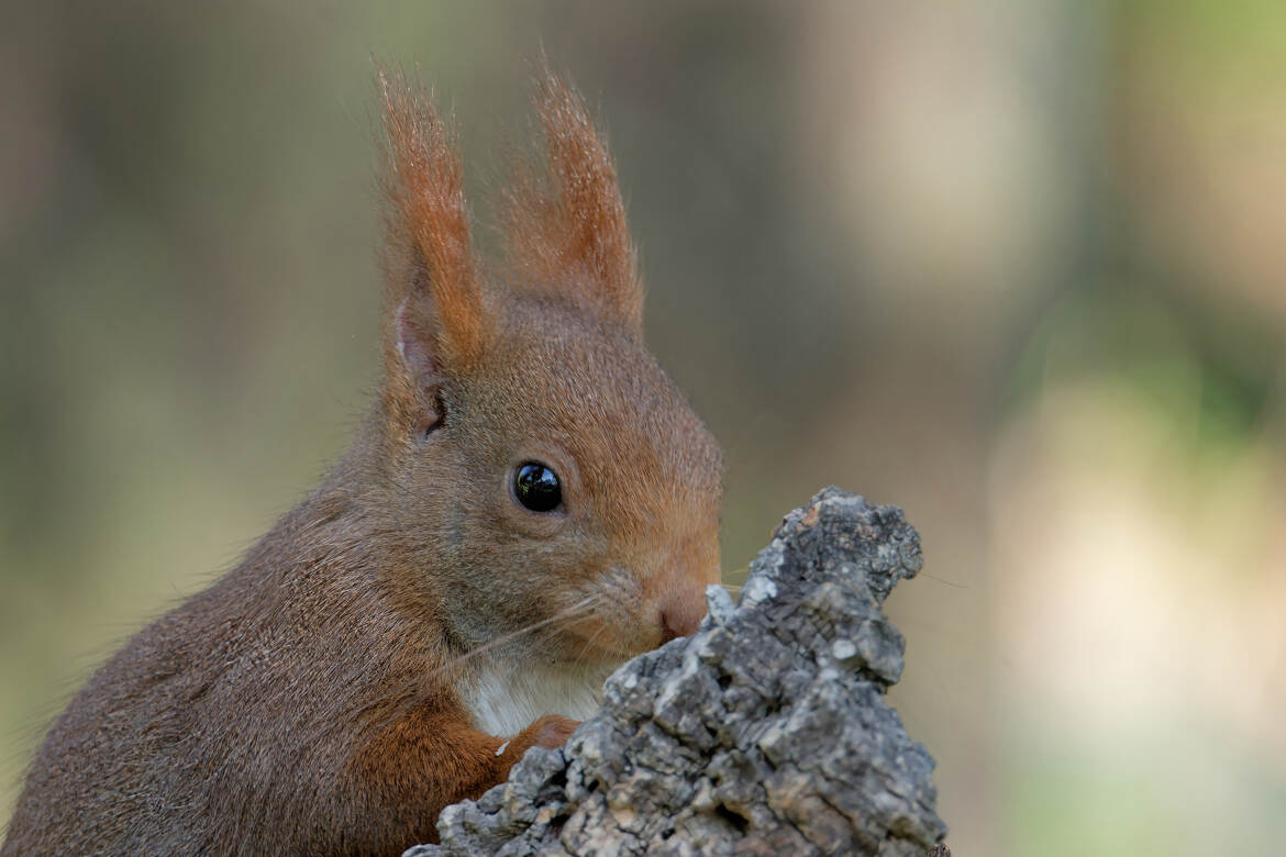 Portrait d'un rouquin.