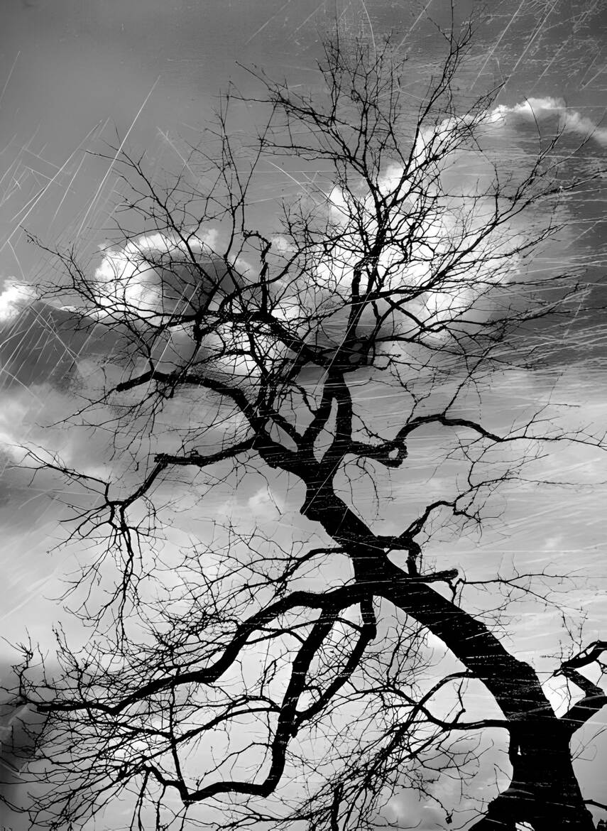 Un arbre dans la tourmente