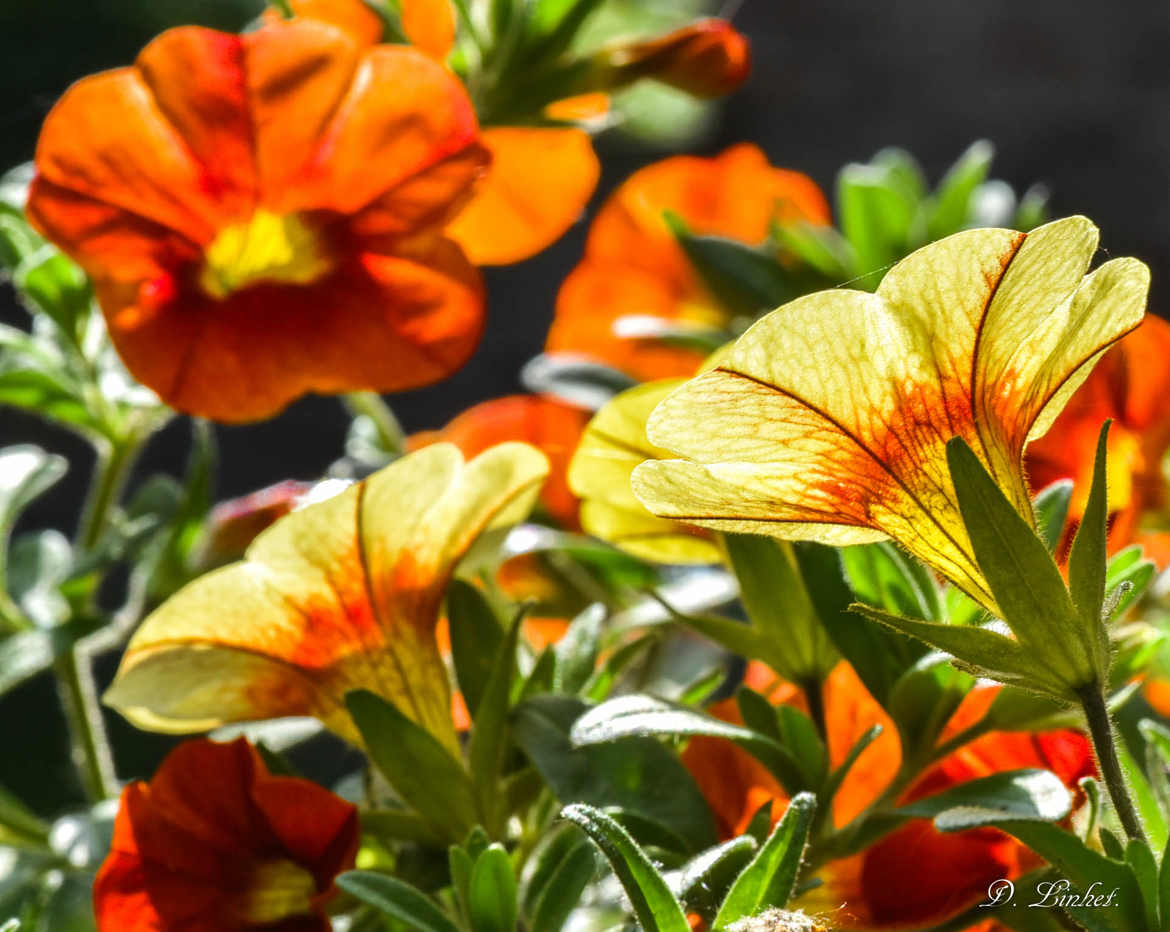 Fleurs du jardin.