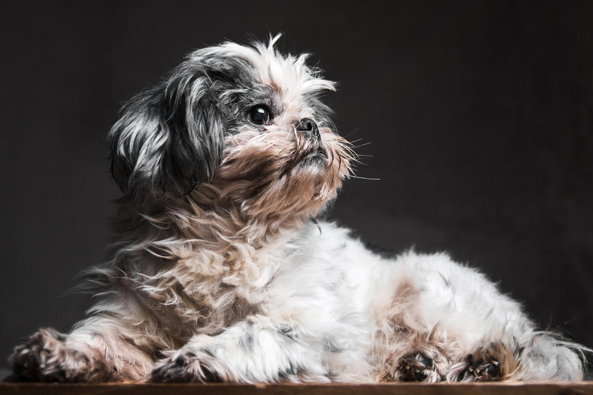 Animal studio: le Shih tzu