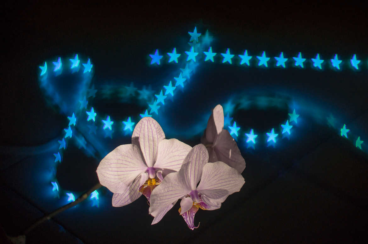 Concours Photo - Bokeh - Foto loco orchidée par thebbain
