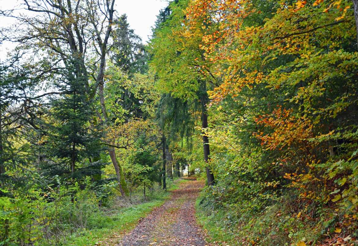 Forêt de la Rochelambert