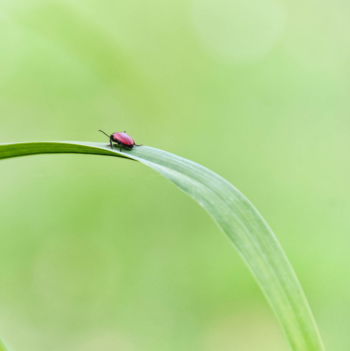 Point rouge-carré vert