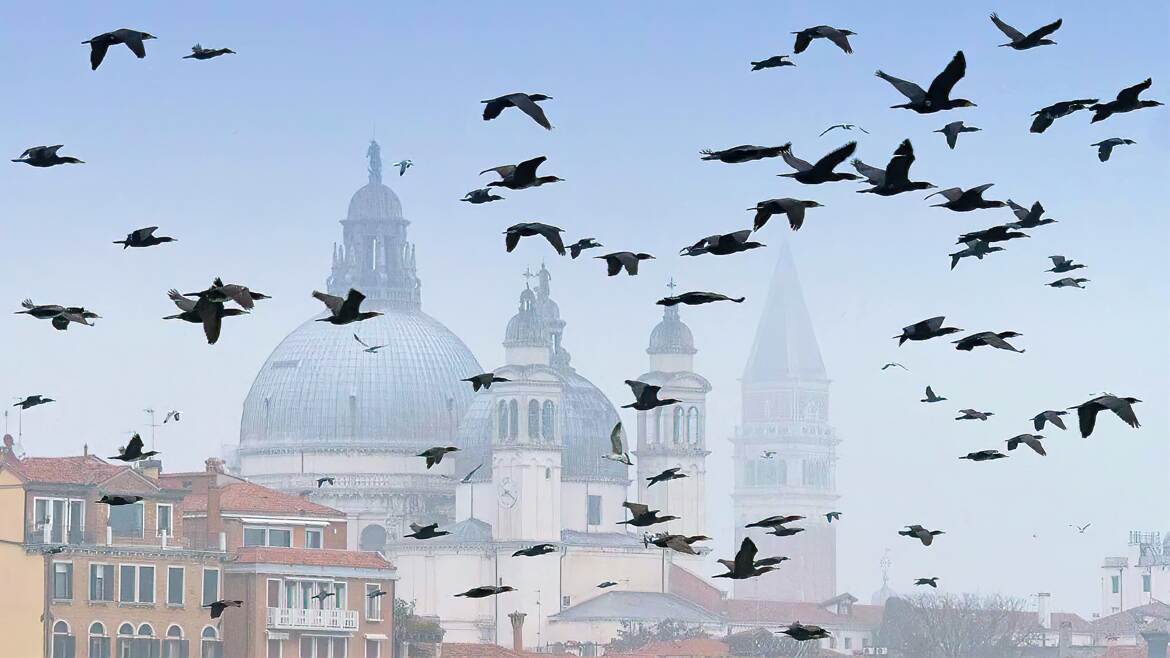 Les oiseaux de Venise