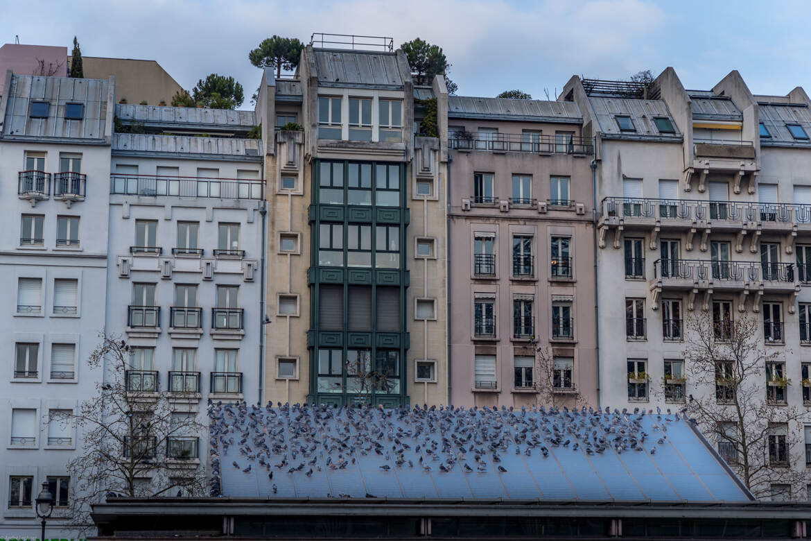 Les pigeons de Paris