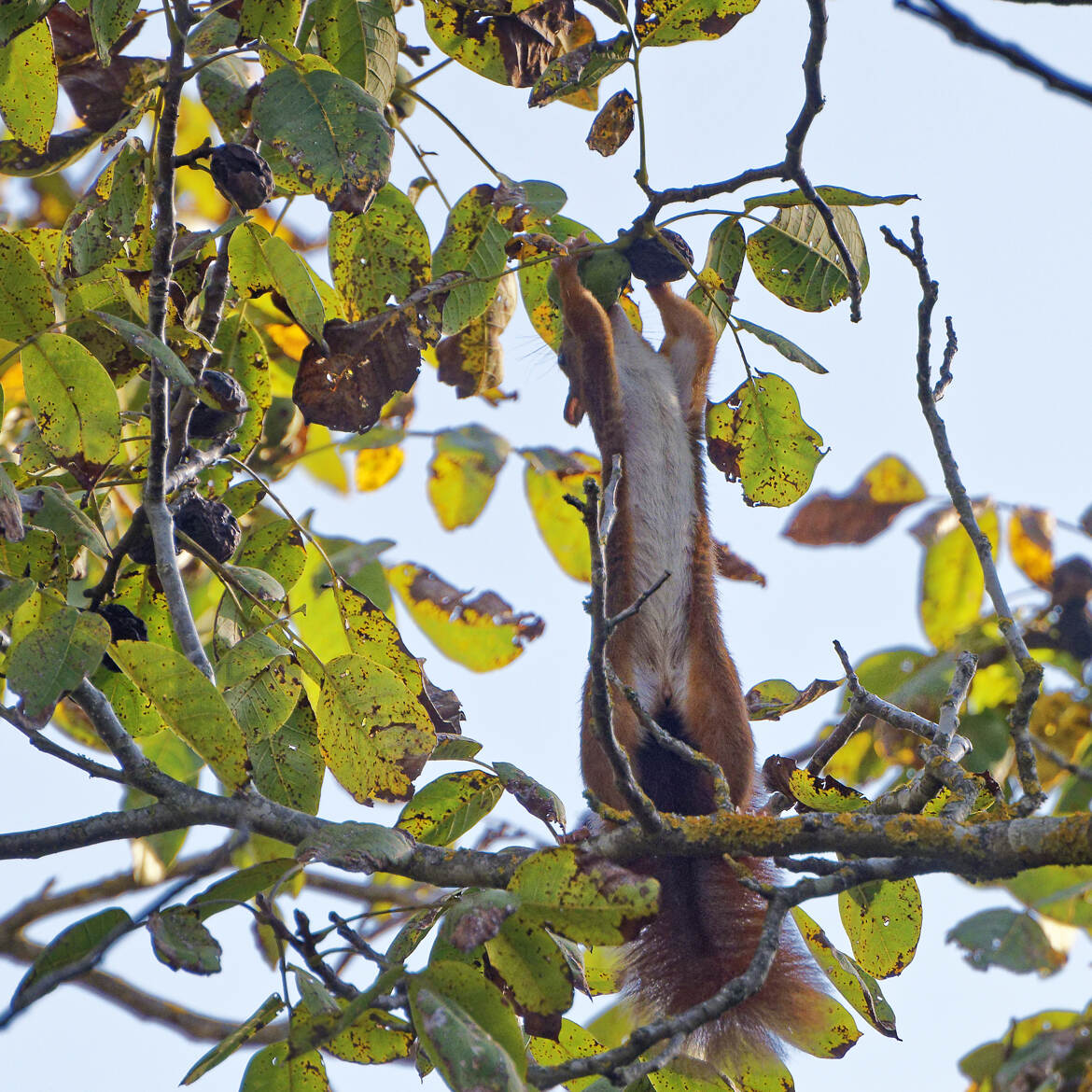 L'acrobate