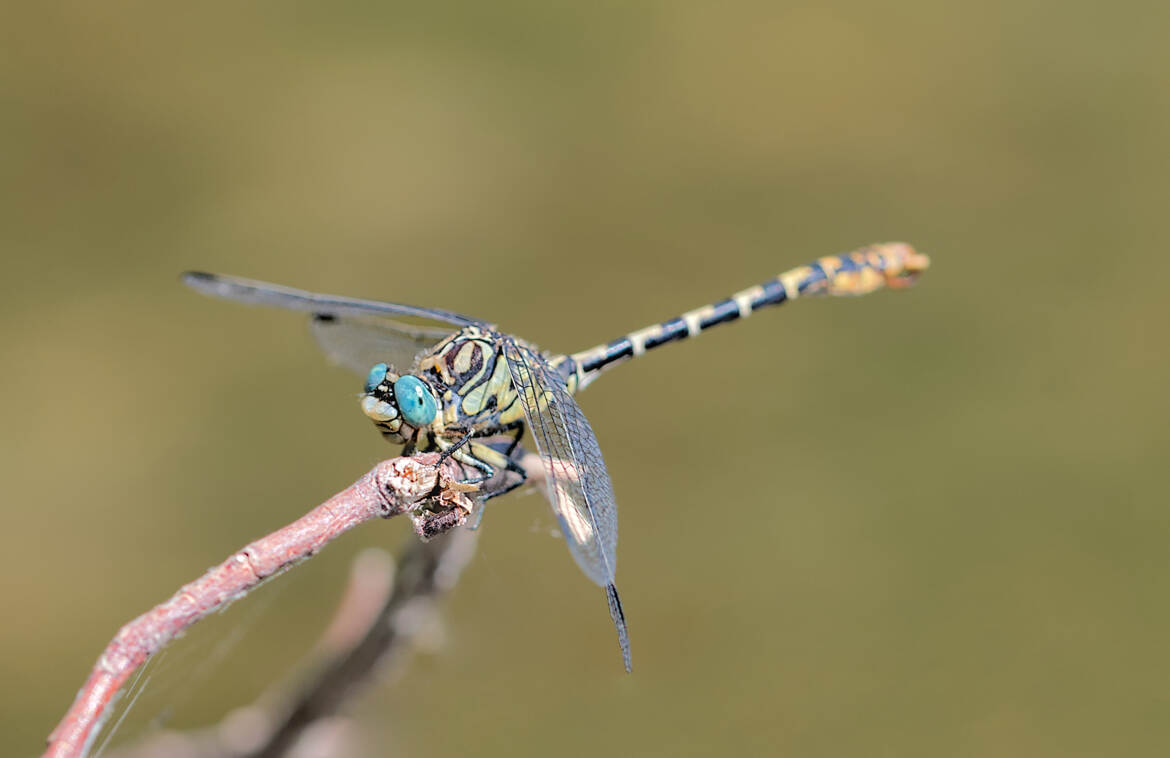 Onychogomphe à pinces