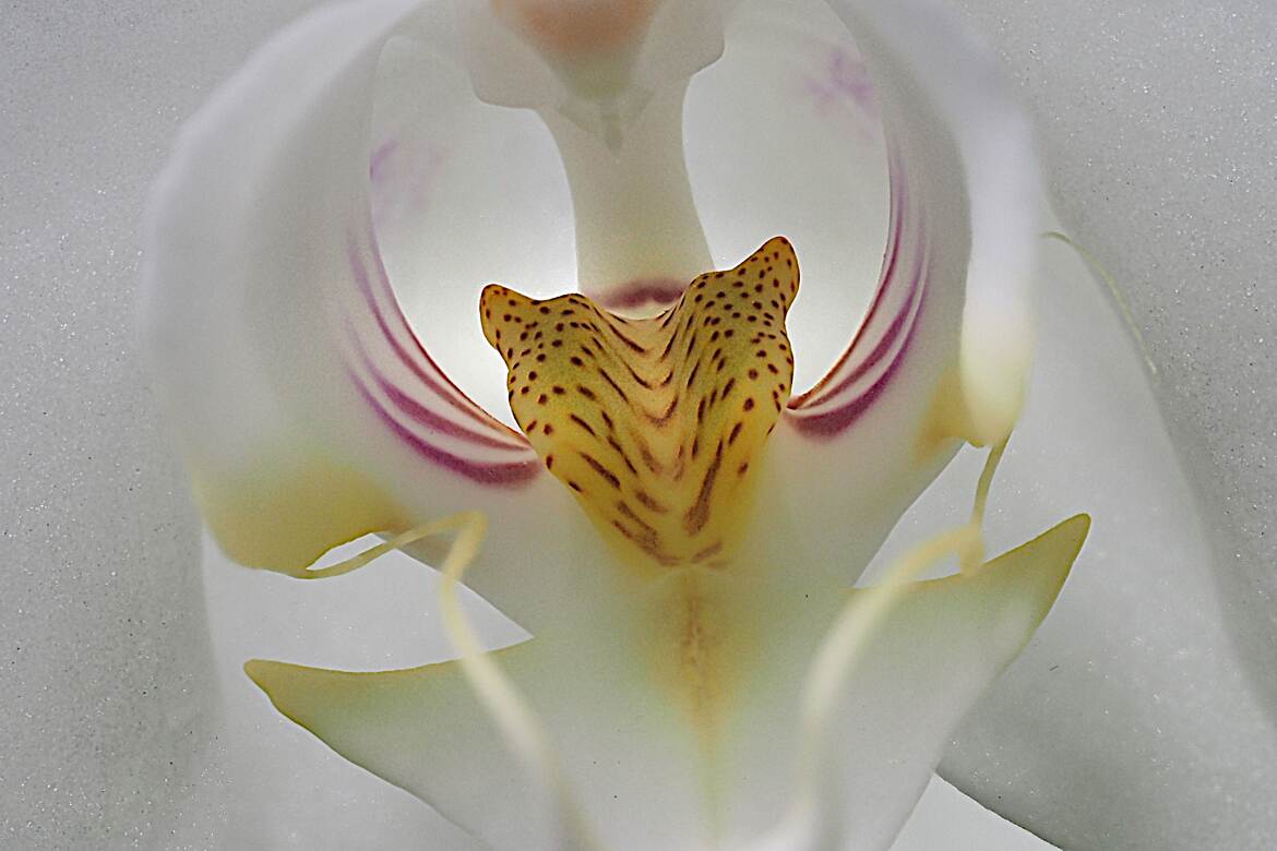Dans l’intimité de l'orchidée