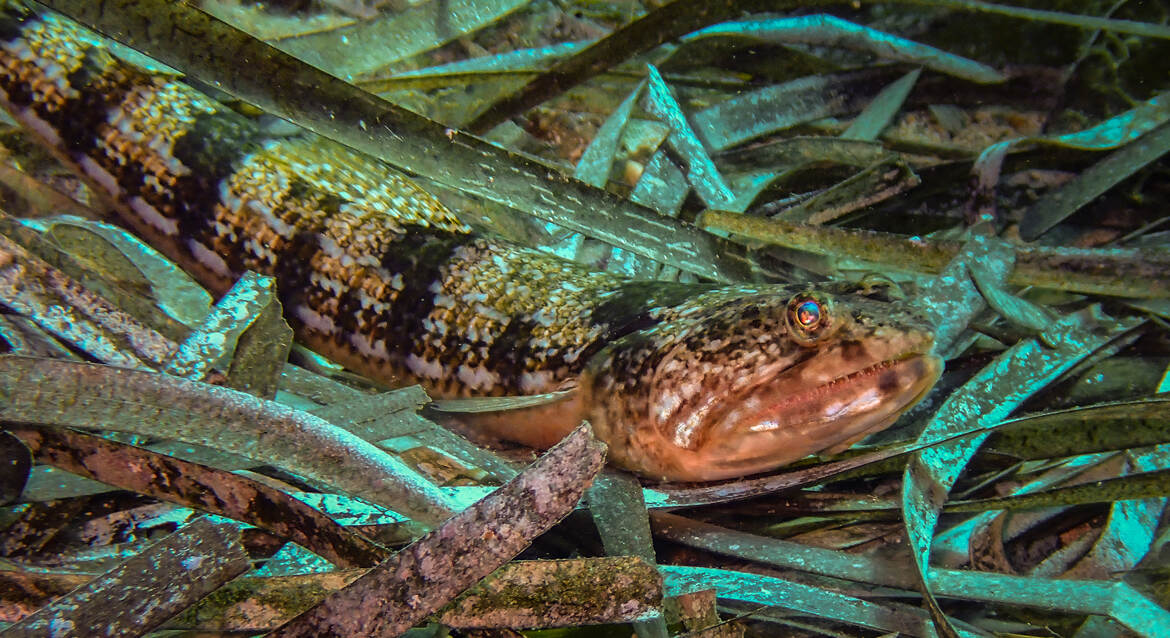 Poisson lézard....