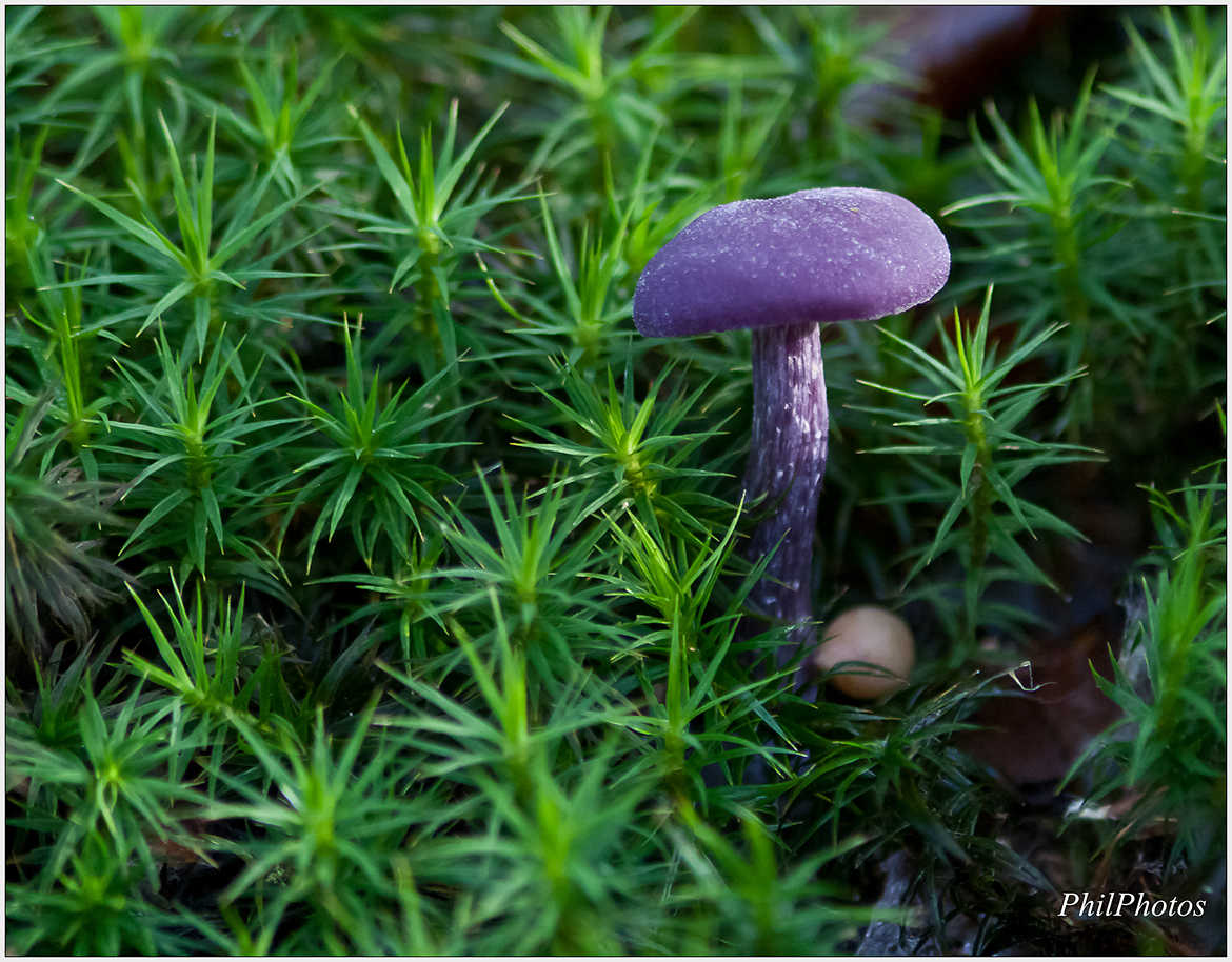 le petit champignon