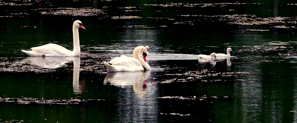 En famille, en Liberté !