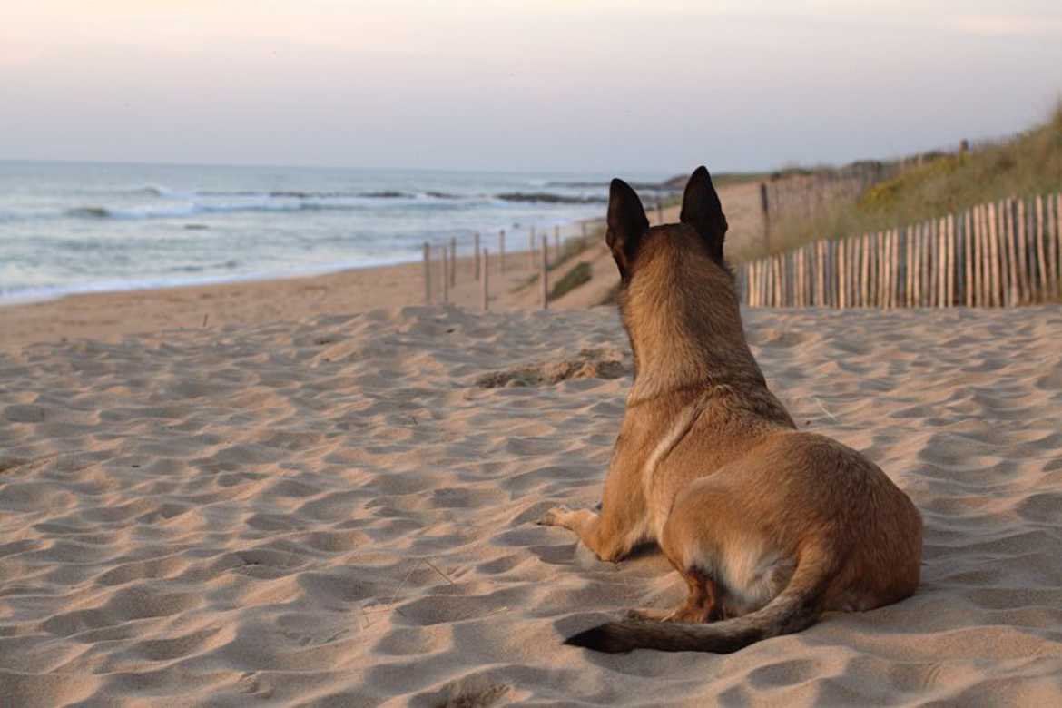 Seul sur le sable, les yeux dans l'eau.