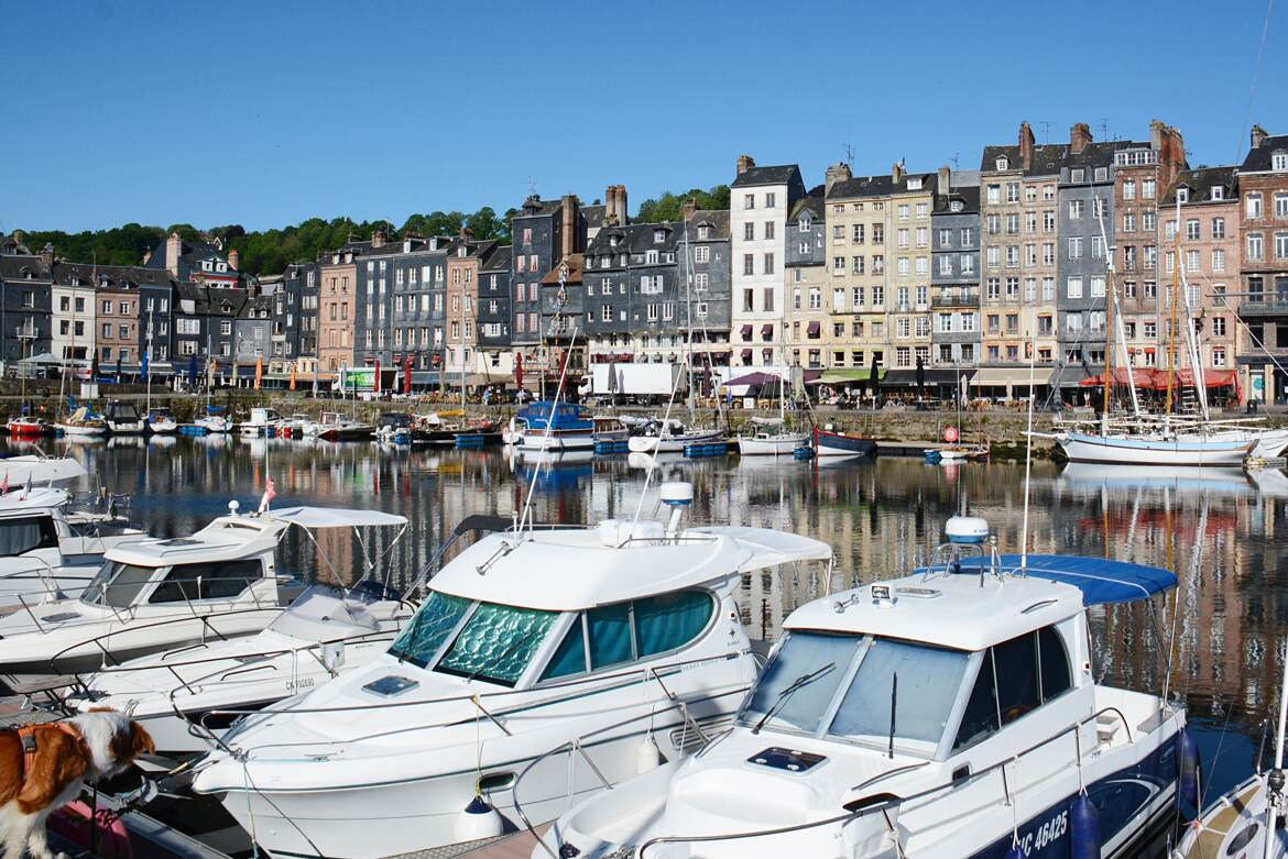 Le chien et les bateaux