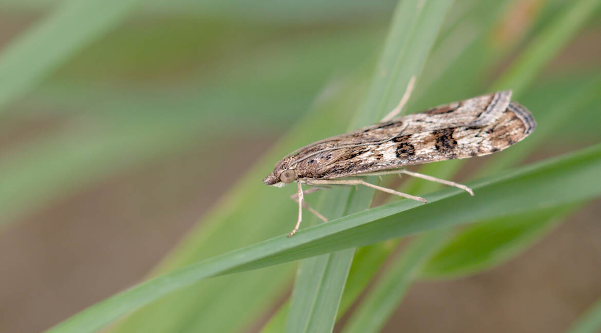 Pyrale de la luzerne