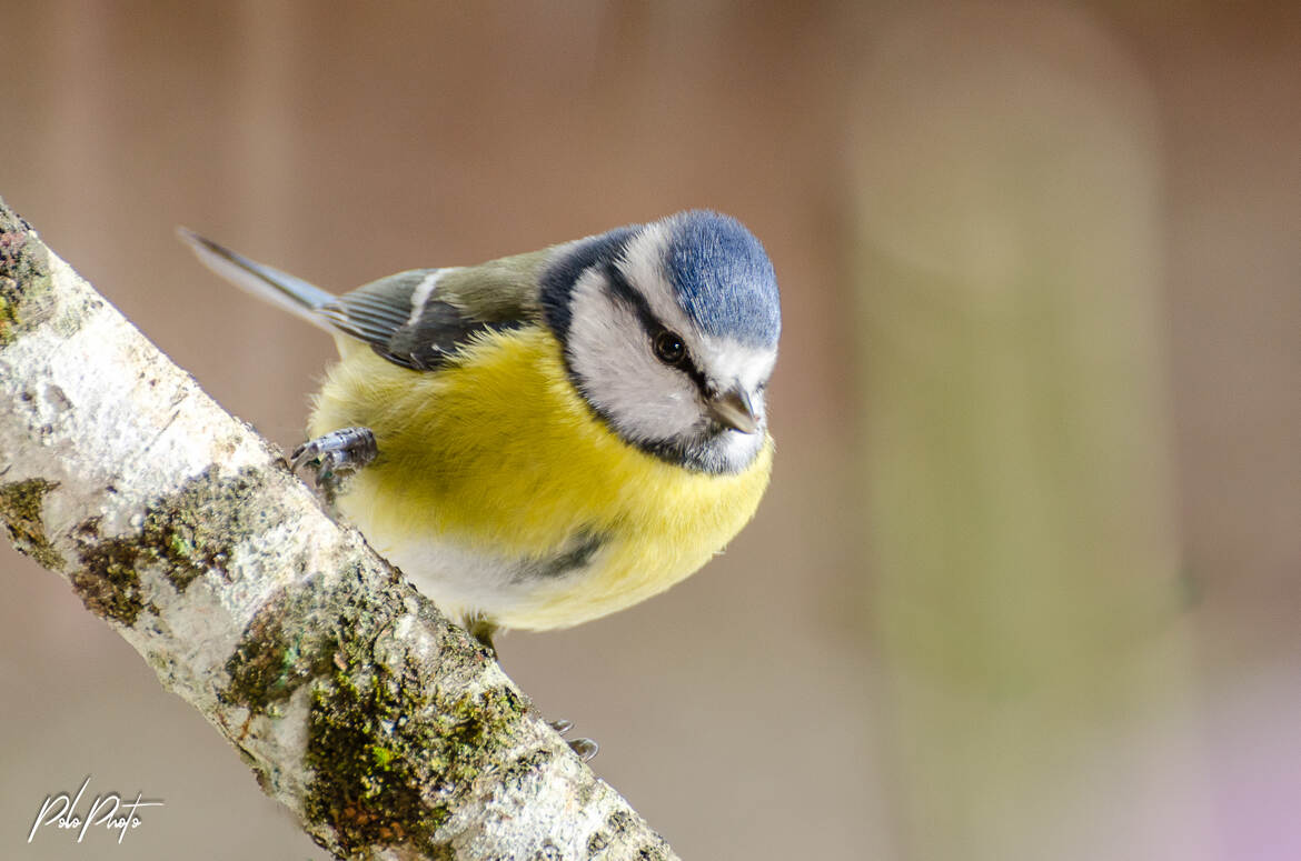 Mésange bleue 2