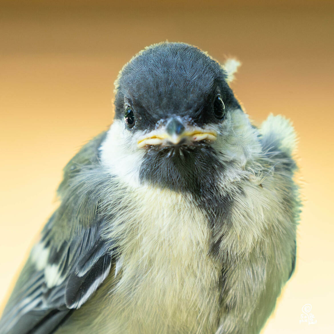 la mésange juvénile