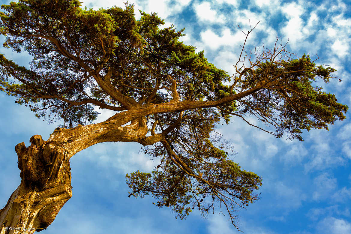 Sur un arbre perché