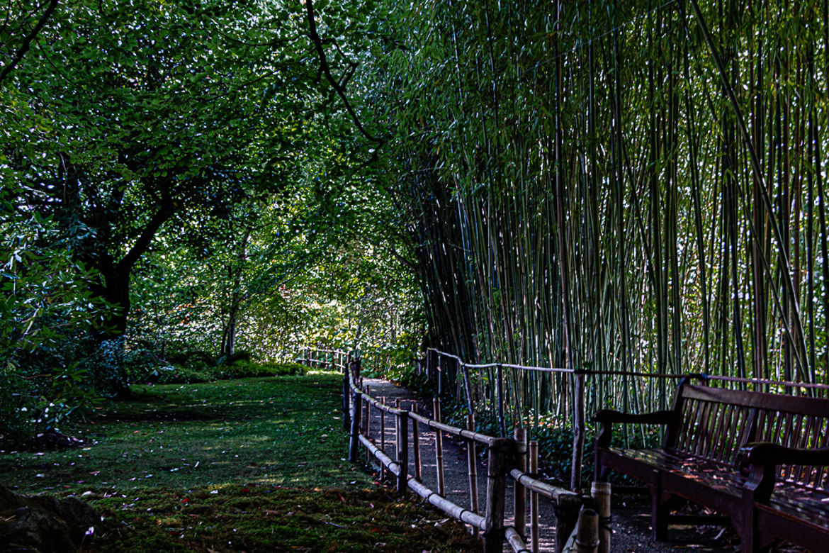 à l'ombre des bambous jardin de C. Monet