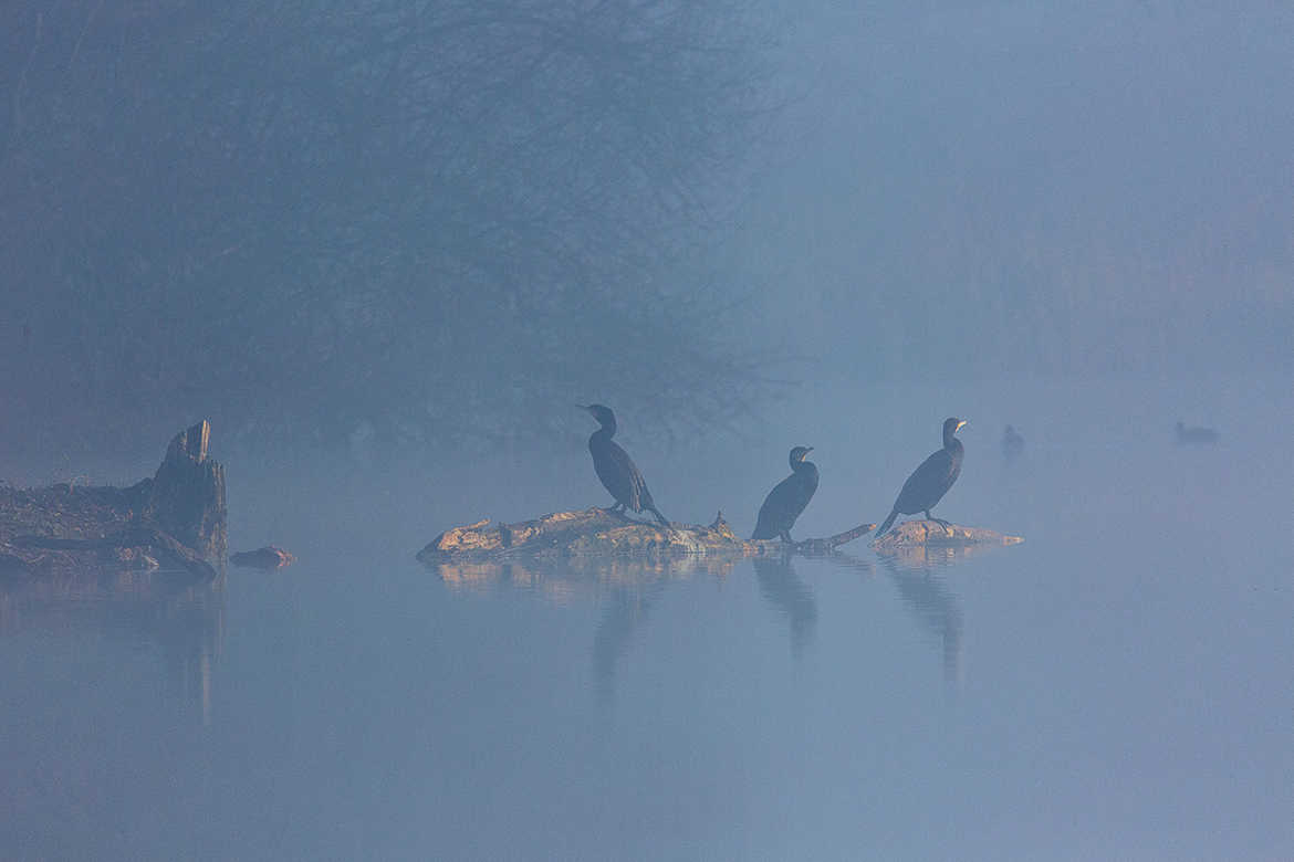 cormorans dans la brume matinale